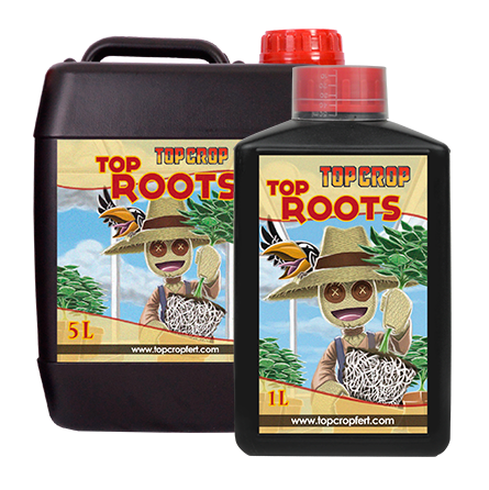 TOP ROOT