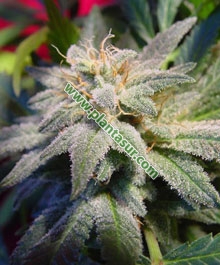 10 UND FEM - MAGIC BUD  * PARADISE SEEDS 10 UND FEMINIZADAS