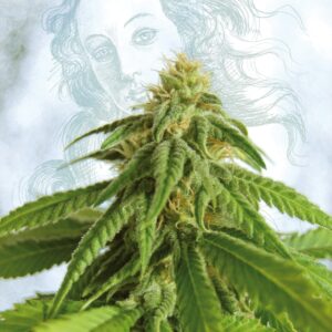 5 UND FEM - AFRODITE  * KANNABIA SEEDS 5 UND FEMINIZADAS