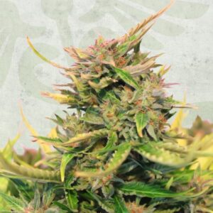 5 UND FEM - BABY BOOM AUTO CBD * KANNABIA SEEDS 5 UND FEMINIZADAS