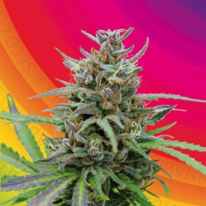 10 UND FEM - BABY BOOM AUTO * KANNABIA SEEDS 10 UND FEMINIZADAS