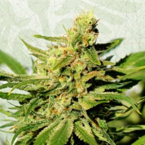 5 UND FEM - BCN DIESEL CBD * KANNABIA SEEDS 5 UND FEMINIZADAS