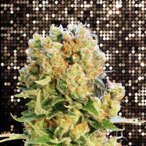 10 UND FEM - DIESEL GLUE  * KANNABIA SEEDS 10 UND FEMINIZADAS