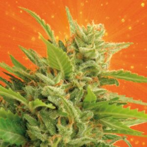 10 UND FEM - BIG BAND  * KANNABIA SEEDS 10 UND FEMINIZADAS