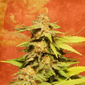 10 UND FEM - BIG BULL   * KANNABIA SEEDS 10 UND FEMINIZADAS