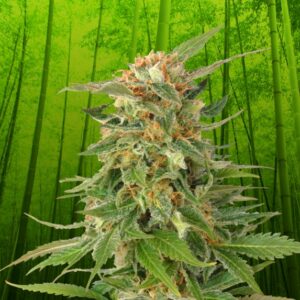 3 UND FEM - GINGER PUNCH AUTO  * KANNABIA 3 UND FEMINIZADAS