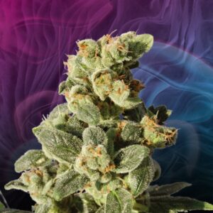 5 UND FEM - GNOMO AUTO * KANNABIA SEEDS 5 UND FEMINIZADAS