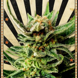 3 UND FEM - GYPSY KUSH * KANNABIA 3 UND FEMINIZADAS