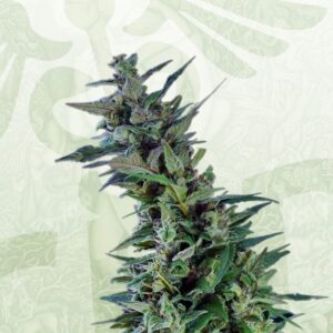 1 UND FEM - KAMA KUSH CBD * KANNABIA SEEDS 1 UND FEMINIZADA