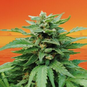 1 UND FEM - KARIBBEAN MANGO  * KANNABIA SEEDS 1 UND FEMINIZADA