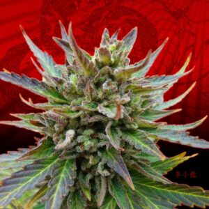 10 UND FEM -  KICKASS AUTO    * KANNABIA SEEDS 10 UND FEMINIZADAS