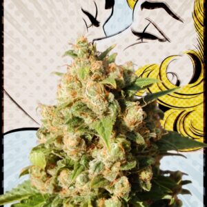 5 UND FEM - KISS  * KANNABIA SEEDS 5 UND FEMINIZADAS