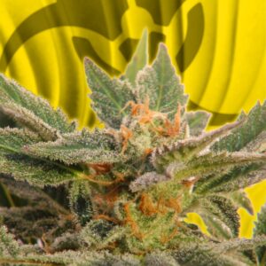 1 UND FEM - KRITIC AUTO * KANNABIA SEEDS 1 UND FEMINIZADA