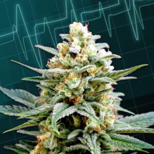 10 UND FEM - KRITIKAL-K * KANNABIA SEEDS 10 UND FEM