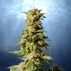 1 UND FEM - LA BLANCA  * KANNABIA SEEDS 1 UND FEMINIZADA