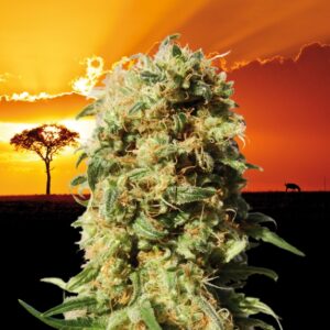 5 UND FEM - LA REINA DE AFRICA aka KABOOM * KANNABIA SEEDS 5 UND FEMINIZADAS