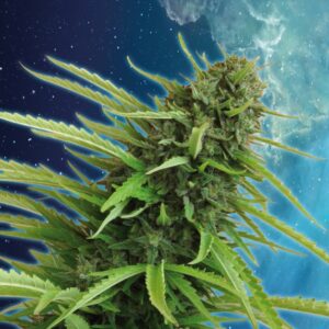 3 UND FEM - MATARO BLUE  * KANNABIA SEEDS 3 UND FEMINIZADAS