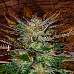 25 UND REG - MCEARLY * KANNABIA SEEDS 25 UND REGULARES
