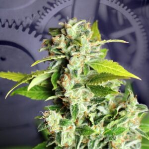 1 UND FEM - MIKROMACHINE AUTO * KANNABIA SEEDS 1 UND FEMINIZADA