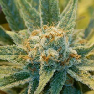 15 UND REG - SUPER SILVER HAZE * MR NICE NATURAL 15 UND REG