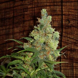 10 UND REG - NEIL HAZE * KANNABIA SEEDS 10 UND REGULARES