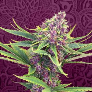 3 UND FEM - PURPLE KUSH * KANNABIA SEEDS 3 UND FEMINIZADAS