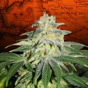 3 UND FEM - RUSSIAN DOLL * KANNABIA SEEDS 3 UND FEMINIZADAS