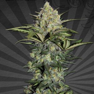 3 UND FEM - GORILLA GLUE * AUTO SEEDS 3 UND FEMINIZADAS