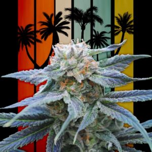 5 UND FEM -  SKUNK +  * KANNABIA SEEDS 5 UND FEMINIZADAS