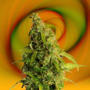 10 UND FEM - SPEEDY BOOM AUTO * KANNABIA SEEDS 10 UND FEMINIZADAS