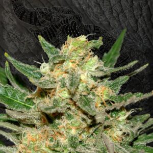 1 UND FEM - THAI FANTASY  * KANNABIA SEEDS 1 UND FEMINIZADA