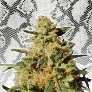 5 UND FEM - WHITE DOMINA * KANNABIA SEEDS 5 UND FEMINIZADAS