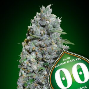 5 UND FEM - AUTO AFGHAN MASS XXL * 00SEEDS 5 UND FEMINIZADAS