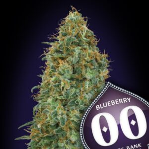 3 UND FEM - BLUEBERRY * 00SEEDS 3 UND FEMINIZADAS