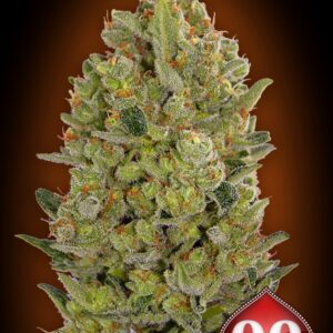 3 UND FEM - 00 CHEESE * 00SEEDS 3 UND FEMINIZADAS