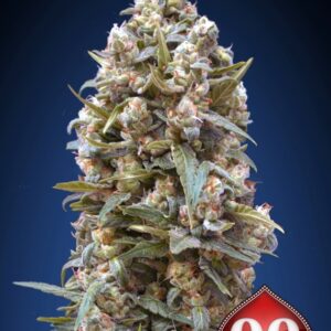 25 UND FEM - 00 KUSH * 00SEEDS 25 UND FEMINIZADAS