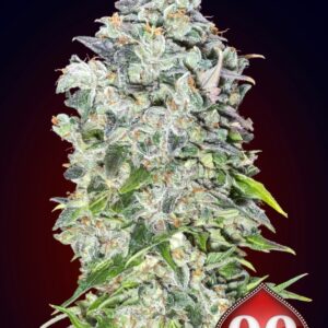 25 UND FEM - AUTO 00 KUSH * 00SEEDS 25 UND FEMINIZADAS