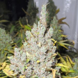 10 UND FEM - 2046 * MEDICAL SEEDS 10 UND FEM