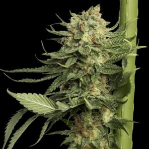 3 UND FEM - 24K GOLD * DNA GENETICS FEMINIZADA 3 UND