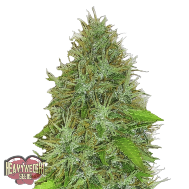 3 UND FEM - 2 FAST 2 VAST AUTO * HEAVYWEIGHT SEEDS 3 UND FEMINIZADAS