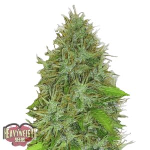 5 UND FEM - 2 FAST 2 VAST AUTO * HEAVYWEIGHT SEEDS 5 UND FEMINIZADAS