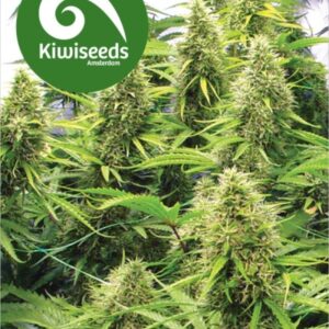3 UND FEM - 2 POUNDER * KIWISEEDS 3 UND FEMINIZADAS