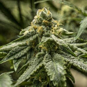 10 UND FEM - 2y2 * R-KIEM SEEDS UND FEMINIZADAS 10 UND