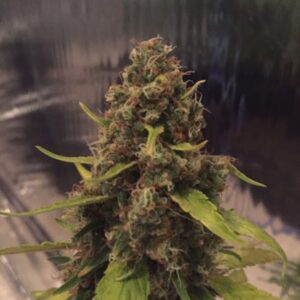 5 UND REG - 3D * CBD CREW SEEDS 5 UND REGULARES