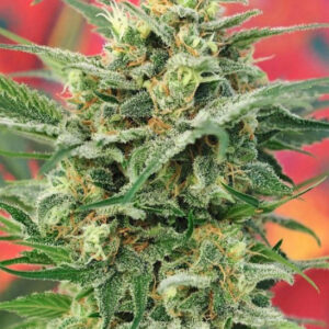 10 UND REG - 8 MILES HIGH * MANDALA SEEDS 10 UND REGULARES