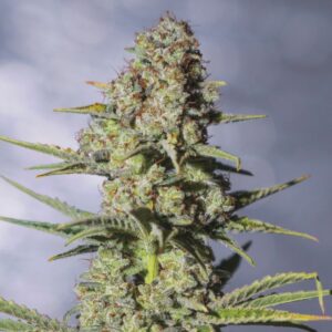 3 UND FEM - 9 MILIMETROS * EXCLUSIVE SEEDS 3 UND FEM