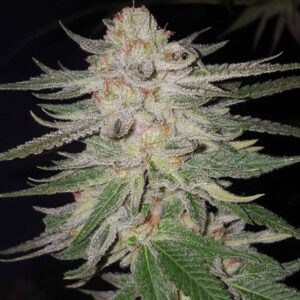 6 UND REG - 9 POUNDER HAMMER * JINXPROOF GENETICS (TGA-SUBCOOL) 6 UND REGULARES