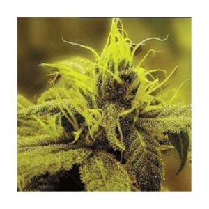 5 UND FEM - A-1 HAZE * SAGARMATHA 5 UND FEMINIZADAS