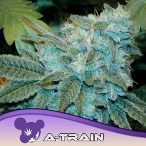3 UND FEM - A-TRAIN * ANESIA SEEDS 3 FEMINIZADAS