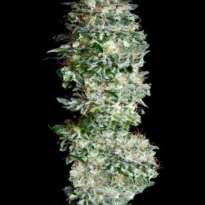 25 UND FEM - ABSOLUTE HERER * ABSOLUTE CANNABIS SEEDS 25 UND FEM